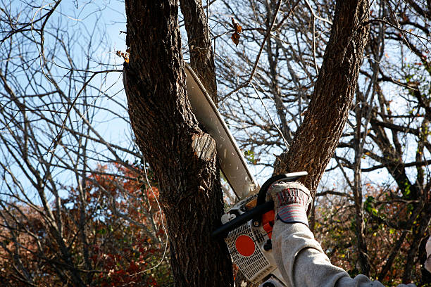 Best Root Management and Removal  in Eagle Mountain, UT