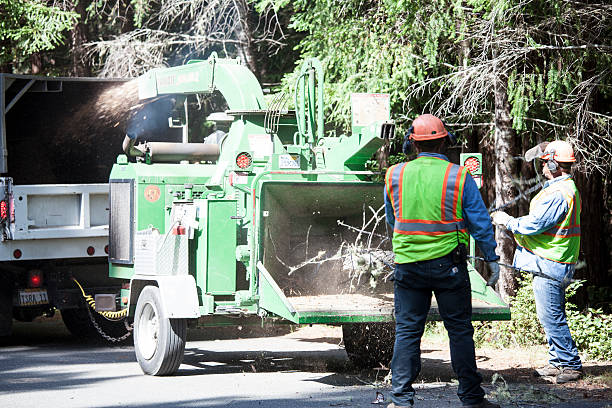 How Our Tree Care Process Works  in  Eagle Mountain, UT