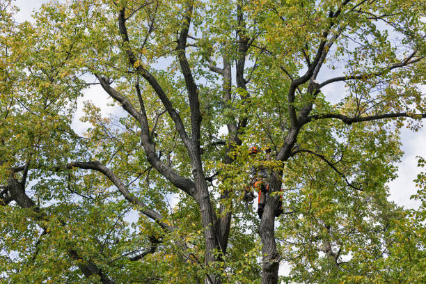 Best Leaf Removal  in Eagle Mountain, UT